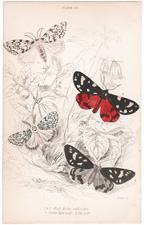 Plate 19 
Black Arches, male & fem.
Scarlet Tiger Moth
Var. of " 